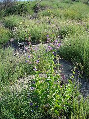 penstemon spectabilis